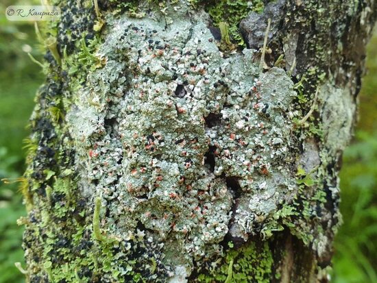 Mycoblastus sanguinarius